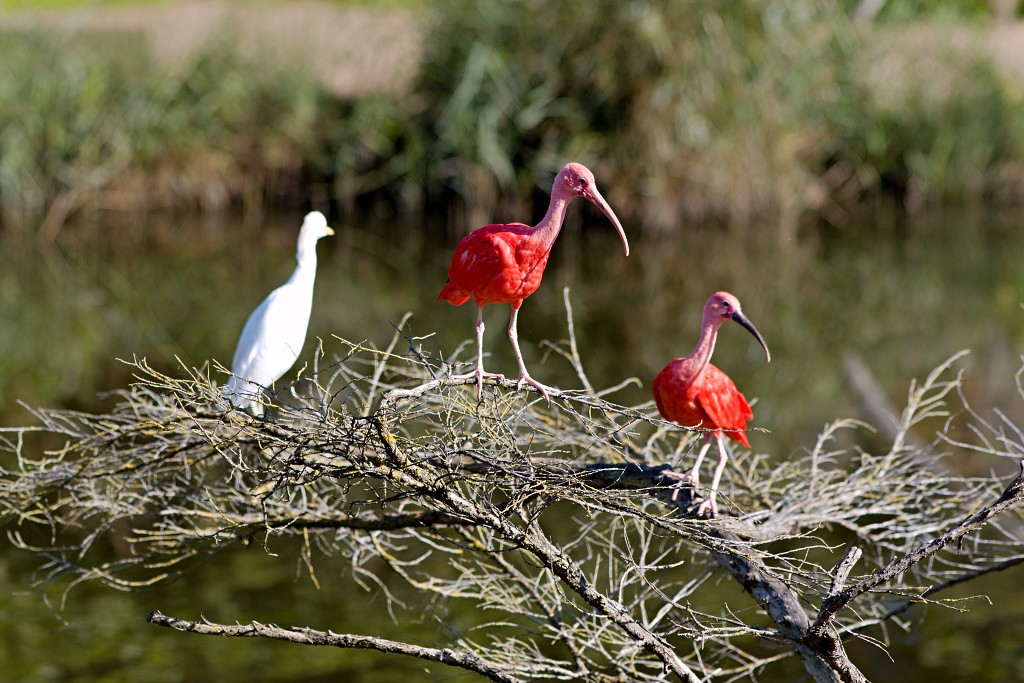 vogels vogel hdr fauna natuur aves zang vliegen vrij